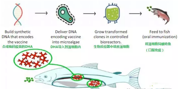 魚(yú)類(lèi)口服疫苗