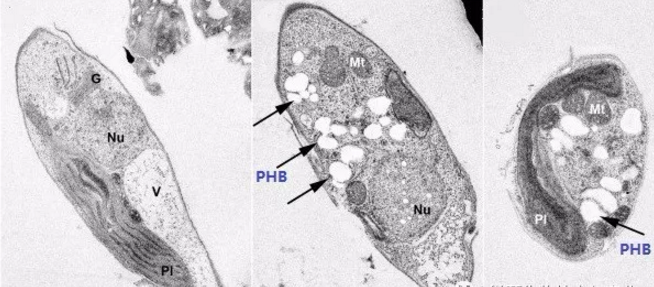 藻細(xì)胞的電鏡照（左邊圖為正常藻細(xì)胞，中間和右邊圖為產(chǎn)生PHB的藻細(xì)胞，白色顆粒即PHB）