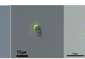 杜氏鹽藻(GY-H41 Dunaliella salina)