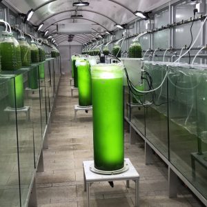 柱狀光生物反應器