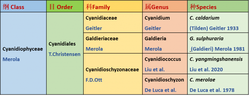 Cyanidiophyceae綱內(nèi)分類信息