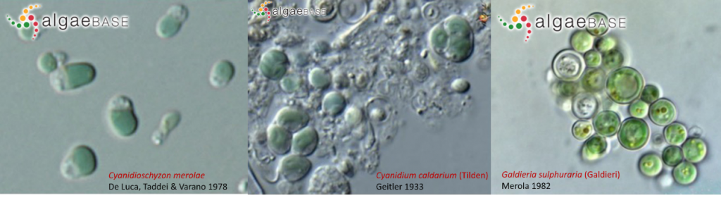 AlgaeBase中Cyanidioschyzon merolae、Cyanidium caldarium和Galdieria sulphuraria三個種的光鏡照片