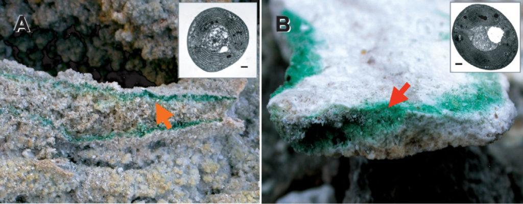 (A) 意大利托斯卡納Larderello的巖石內(nèi)和(B)那不勒斯Pisciarelli的青綠藻。箭頭表示在這些地點的巖石內(nèi)部繁盛的青綠藻生物群落。右上角電鏡圖像分別顯示了兩種Galdieria的細(xì)胞結(jié)構(gòu)，比例尺= 1 μm。（Yoon et al., 2006）
