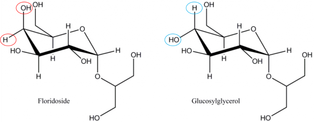 佛羅里達(dá)苷/甘油半乳糖苷（2-O-α-D-galactopyranosylglycerol）和甘油葡萄糖苷（2-O-α-D-glucopyranosylglycerol），注意佛羅里達(dá)苷與甘油葡萄糖苷在分子構(gòu)象上的差異，佛羅里達(dá)苷是紅藻光合作用的主要產(chǎn)物，佛羅里達(dá)苷是紅藻為動態(tài)碳庫，在同化為多糖分子（淀粉/糖原/細(xì)胞壁多糖）之前被暫時存儲。